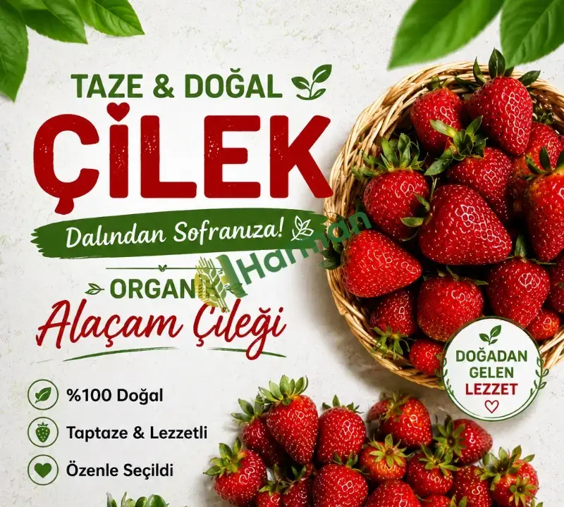 Organik Alaçam Çileği – Günlük Taze Hasat