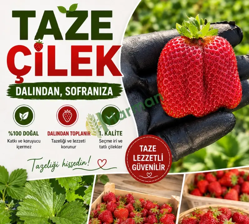 Organik Alaçam Çileği - Günlük Taze Hasat