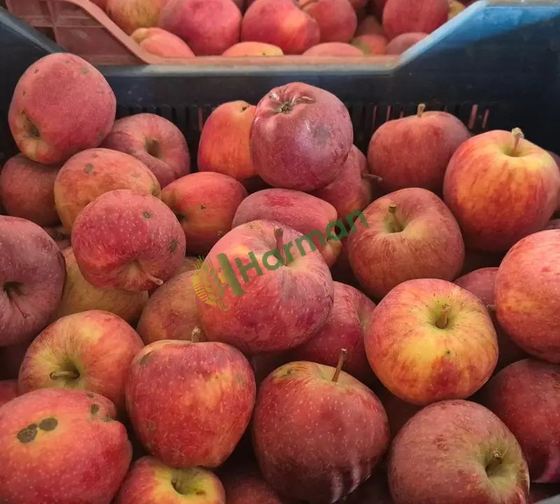 ORGANİK ELMA