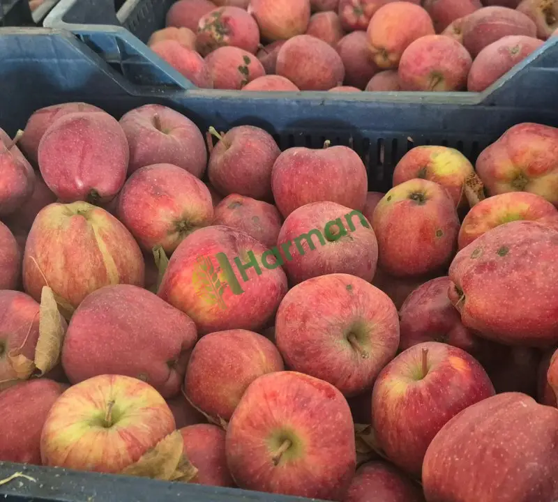 ORGANİK ELMA