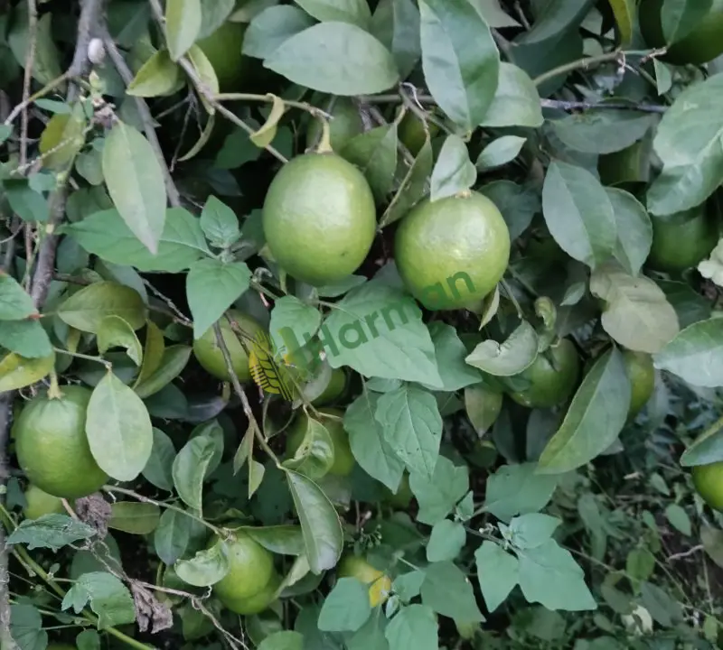 Organik mayer Limon