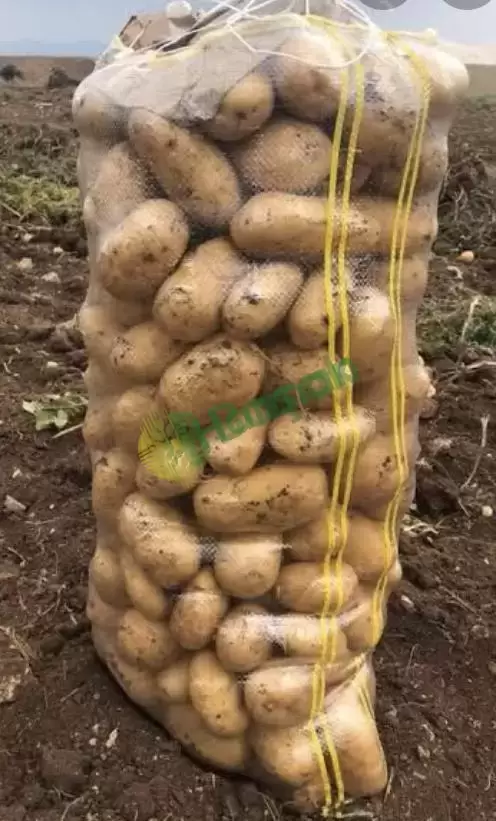 Organik Sarı Patates