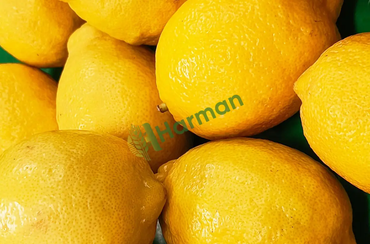 Organik sulu limon, satılık - Muğla Marmaris