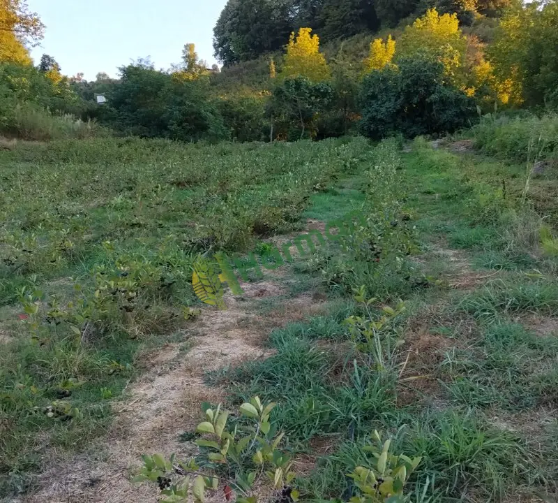 Organik tarım aronya meyvesi ilaçsız