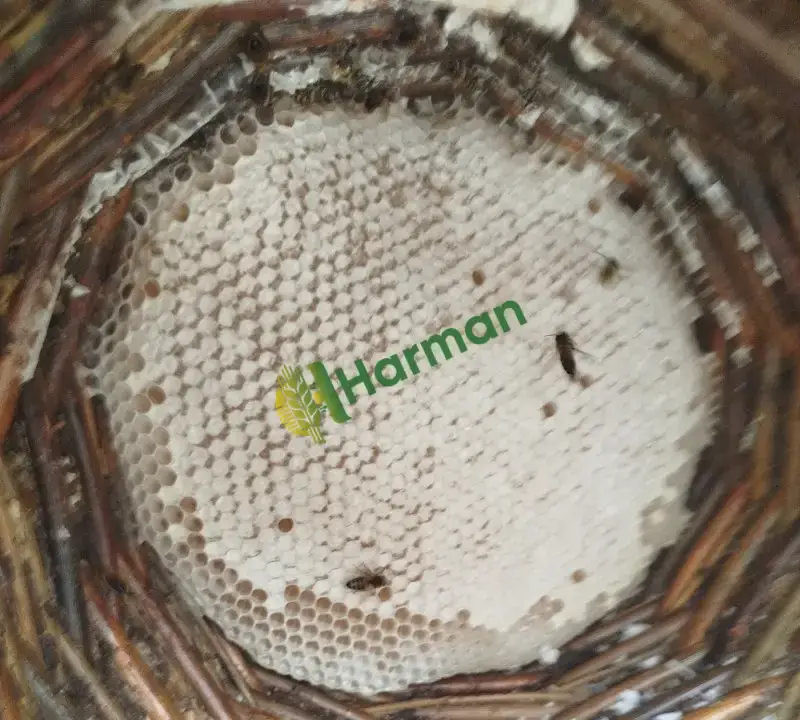 Organik yayla karakovan balı ve petek bal bulunur