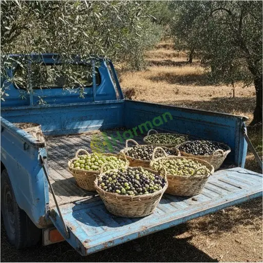 Adıyaman Tut - Aranan Zeytin