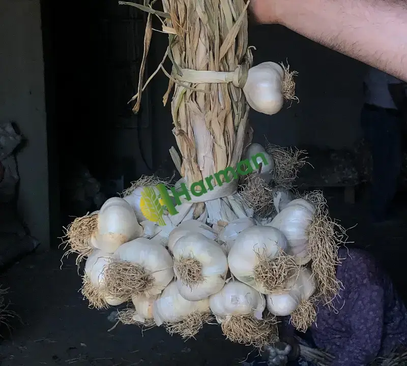 Orijinal Taşköprü Sarımsağı (Duble Büyük Boy)