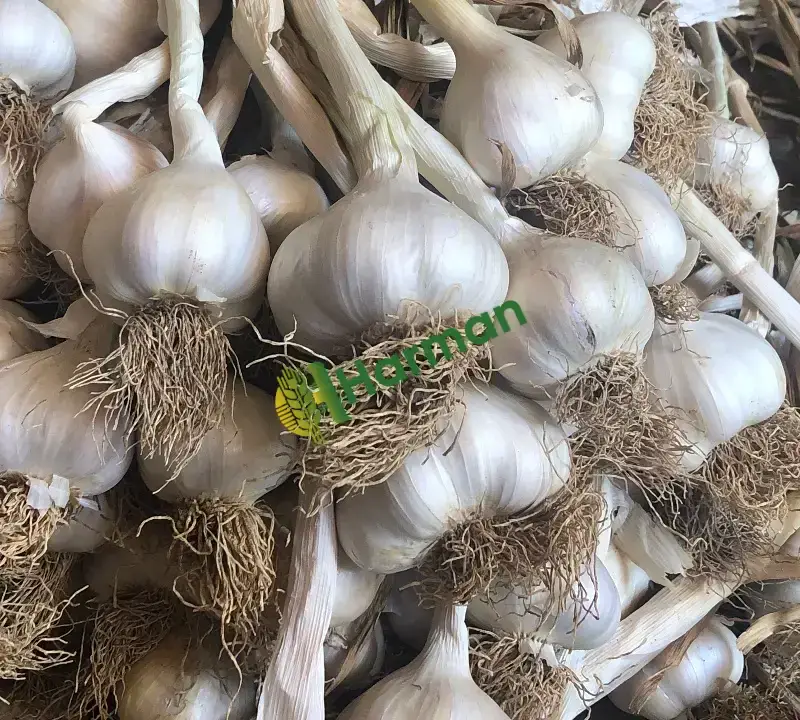 Orijinal Taşköprü Sarımsağı (Duble Büyük Boy)
