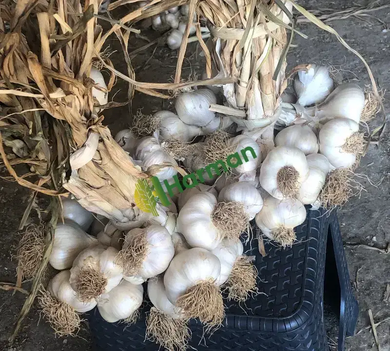 Orijinal Taşköprü Sarımsağı (Duble Büyük Boy)