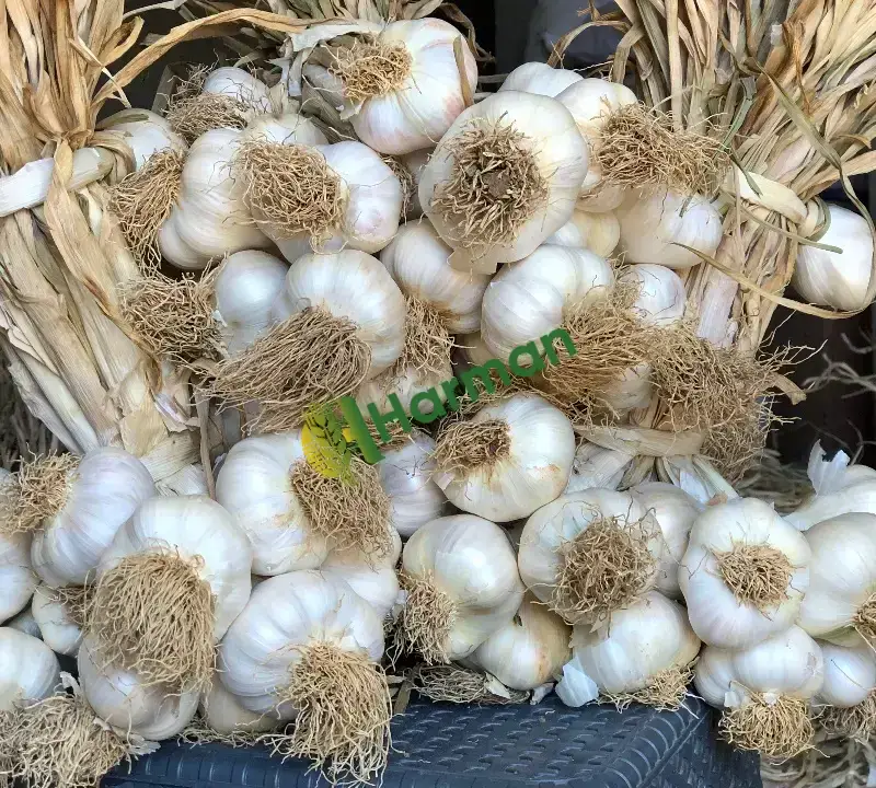 Orijinal Taşköprü Sarımsağı (Duble Büyük Boy)