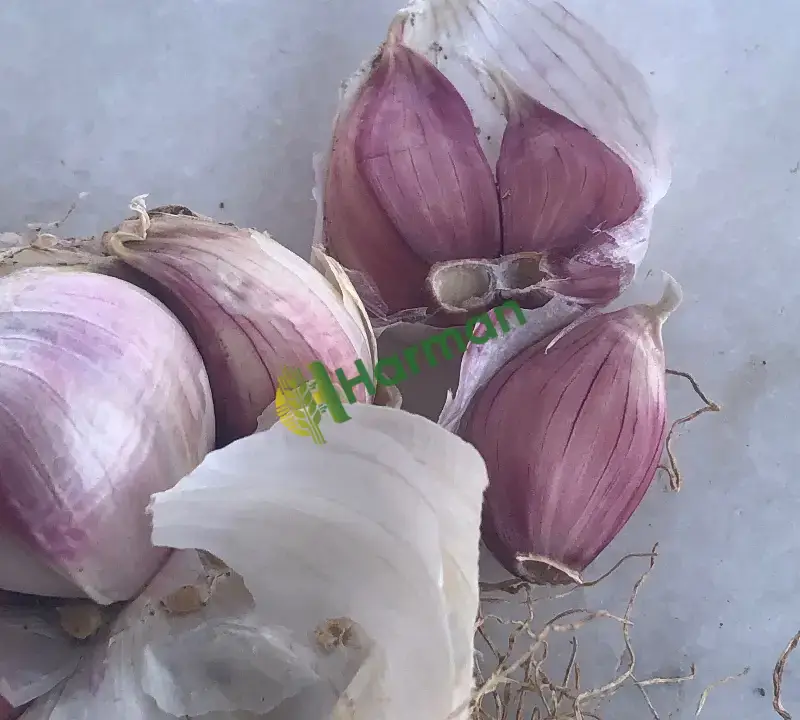 Orijinal Taşköprü Sarımsağı (Duble Büyük Boy)