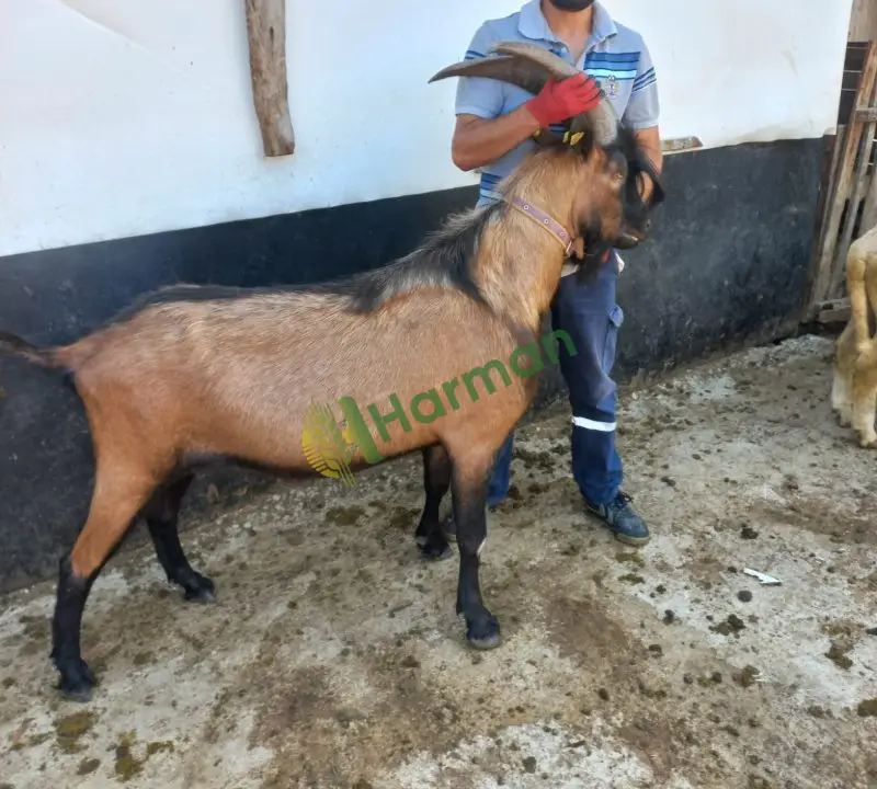 Orjinal alpin teke
