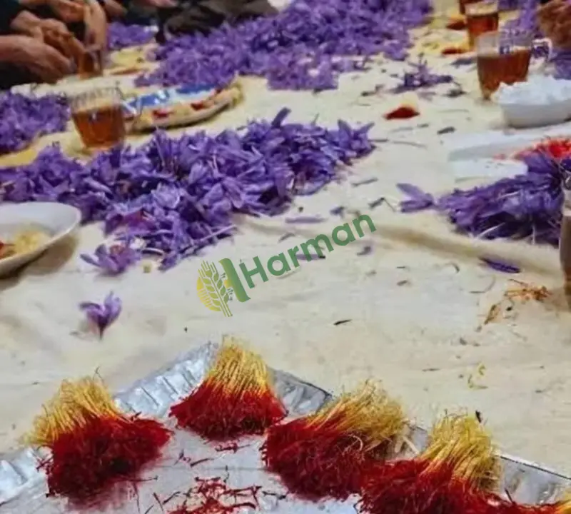 Orjinal İran safranı ℅100