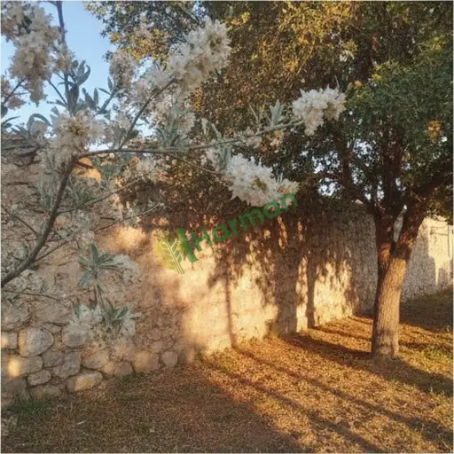 Osmaniye Kadirli'de iğde çiçeği lazım