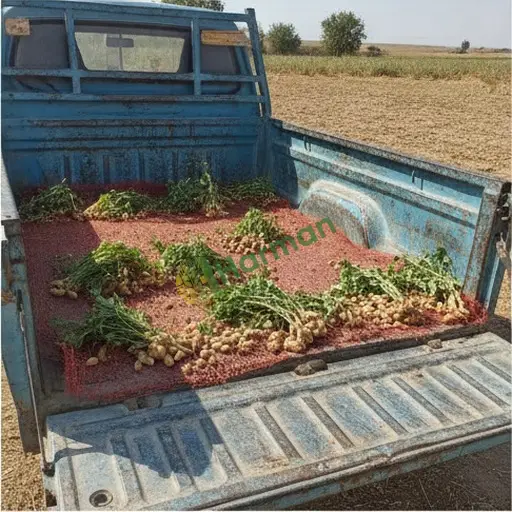 Osmaniye Kadirli'de yer fıstığı satılık