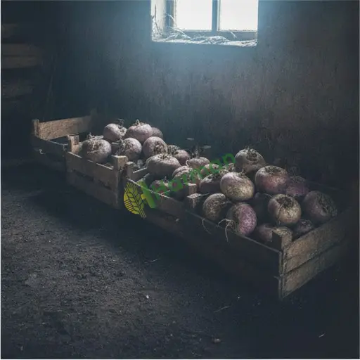 Şalgam besin değeri