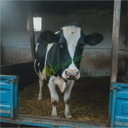 Osmaniye Sumbas'ta Holstein inek satılık