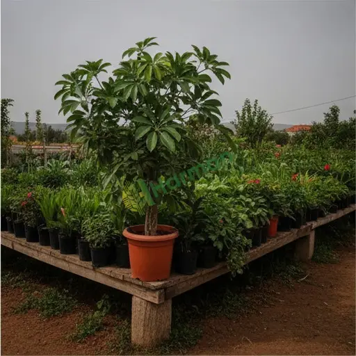 Osmaniye Toprakkale'de schefflera arıyorum