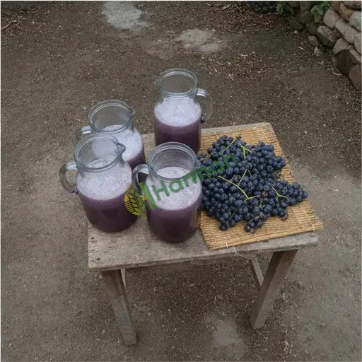 Osmaniye Düziçi'nde 3 ton şıra alınır