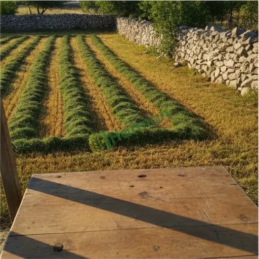 Sinop Boyabat'ta ot biçimi işi alıyorum