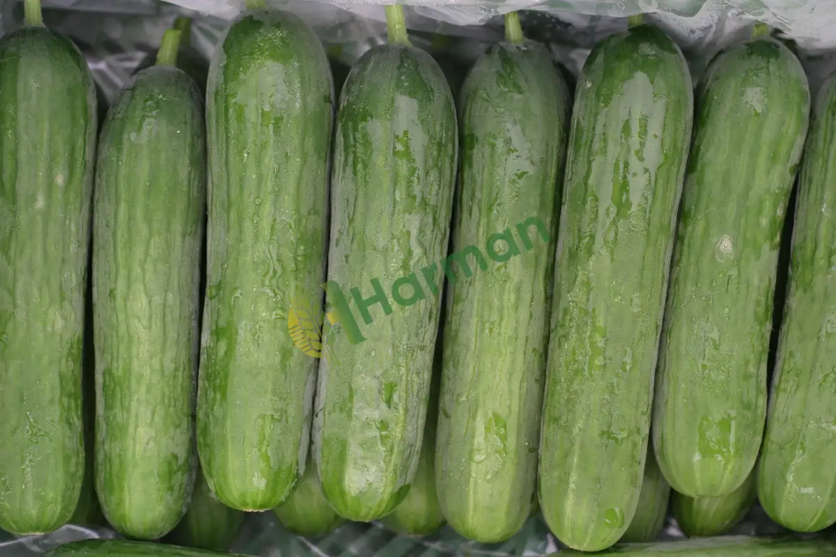 Oteller için sürekli taze silor salatalık alımı -Sinop Durağan