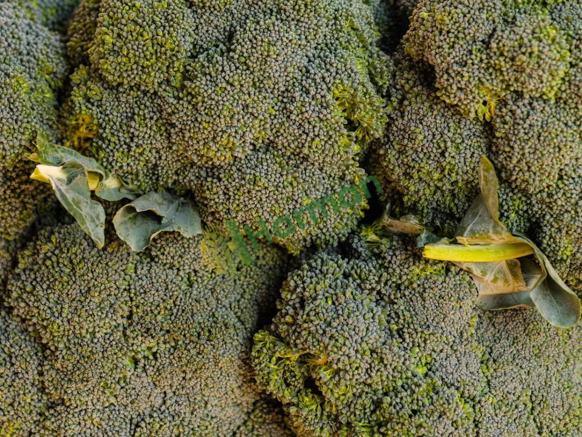 Otellere ve catering firmalarına uygun lüks brokoli - Giresun Merkez