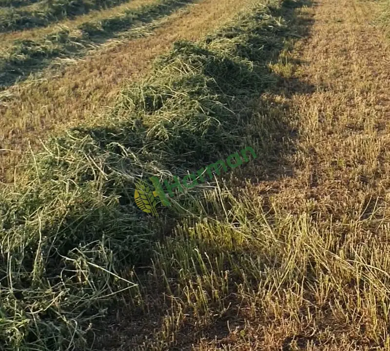 Otsuz Bol Yapraklı Yonca