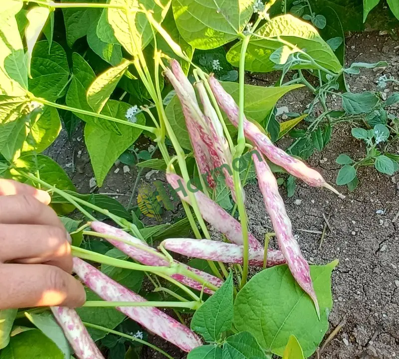 BARBUNYA TAZE hal fiyatı