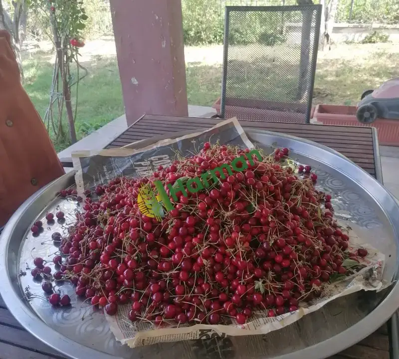 özel bahçemde, organik Vişne karaköy/Ankara