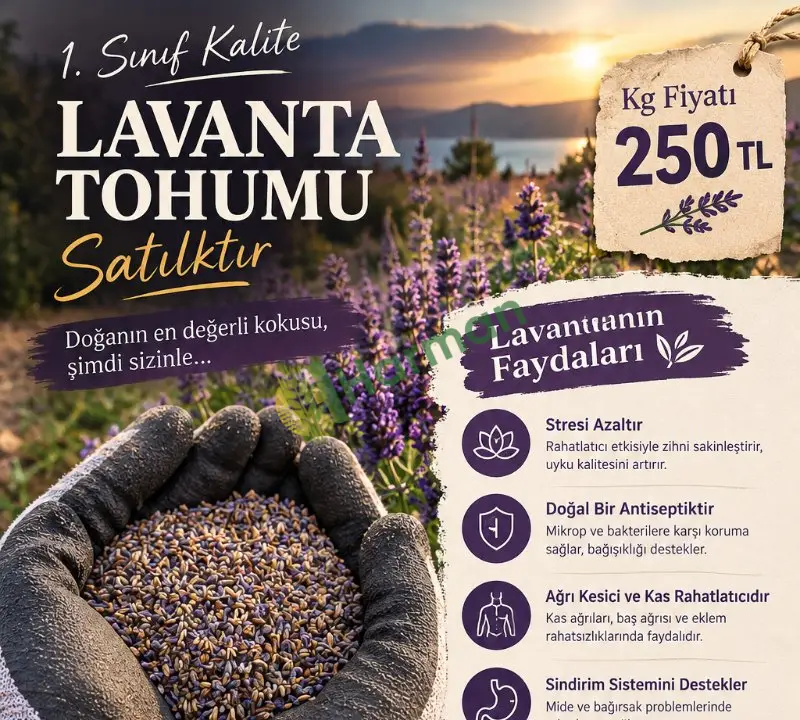 Özenle Kurutulmuş Lavanta çiçeği