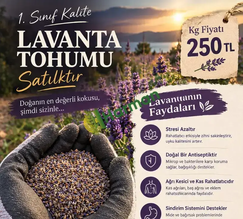 Özenle Kurutulmuş Lavanta çiçeği