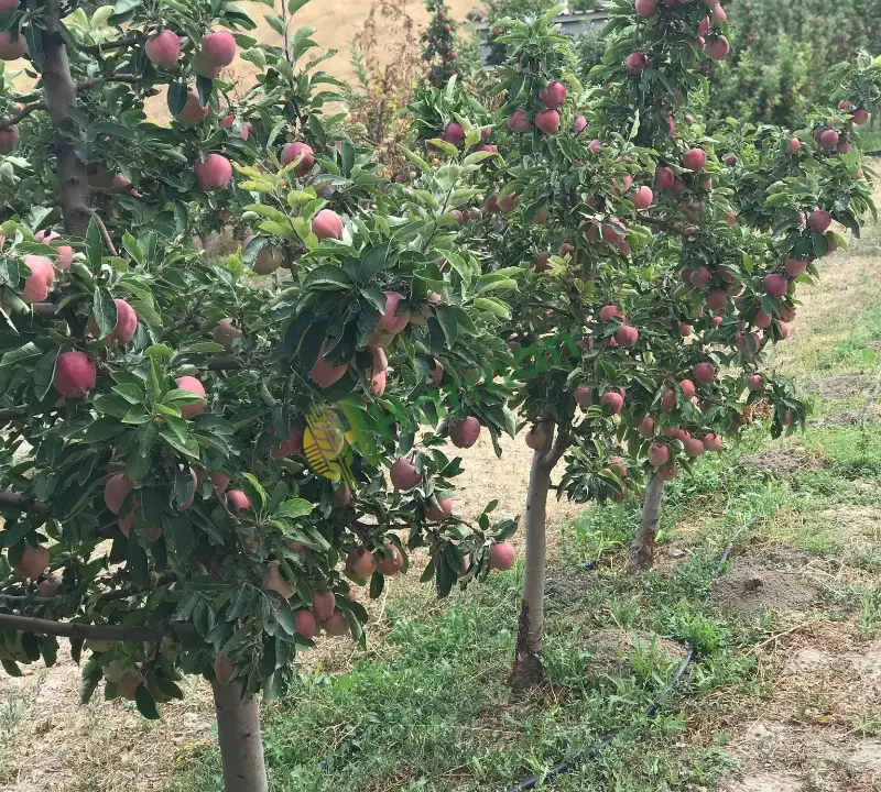 Özenle ve olabildiğince doğal