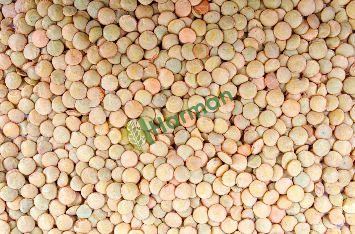 Paketlemeye uygun temiz sultani yeşil mercimek alınacak -Kars Susuz