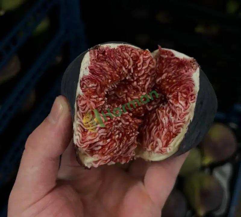 Paketli incir