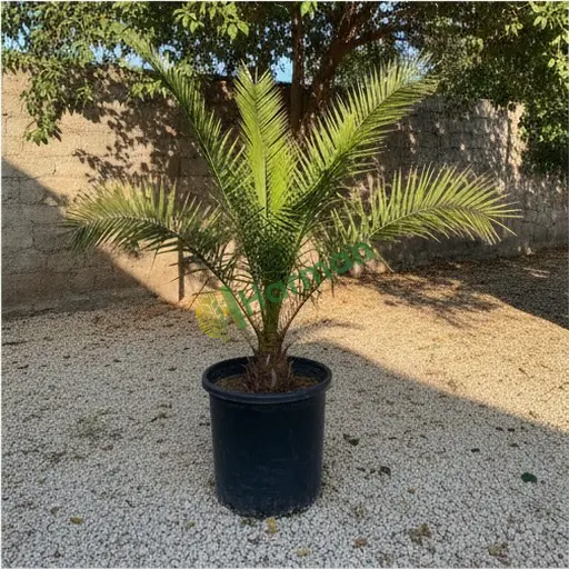 Palmiye fidanı yerinden alınır - Mersin Tarsus
