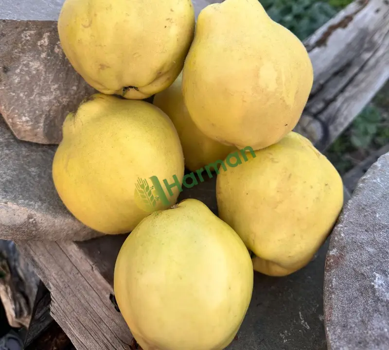 Pamukova Ayvası