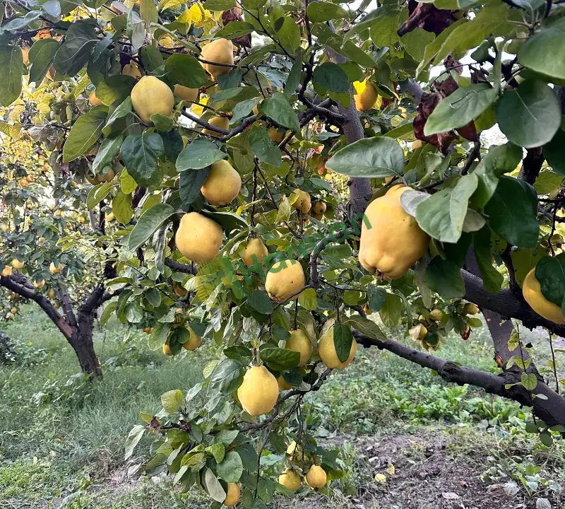 Pamukova Ayvası