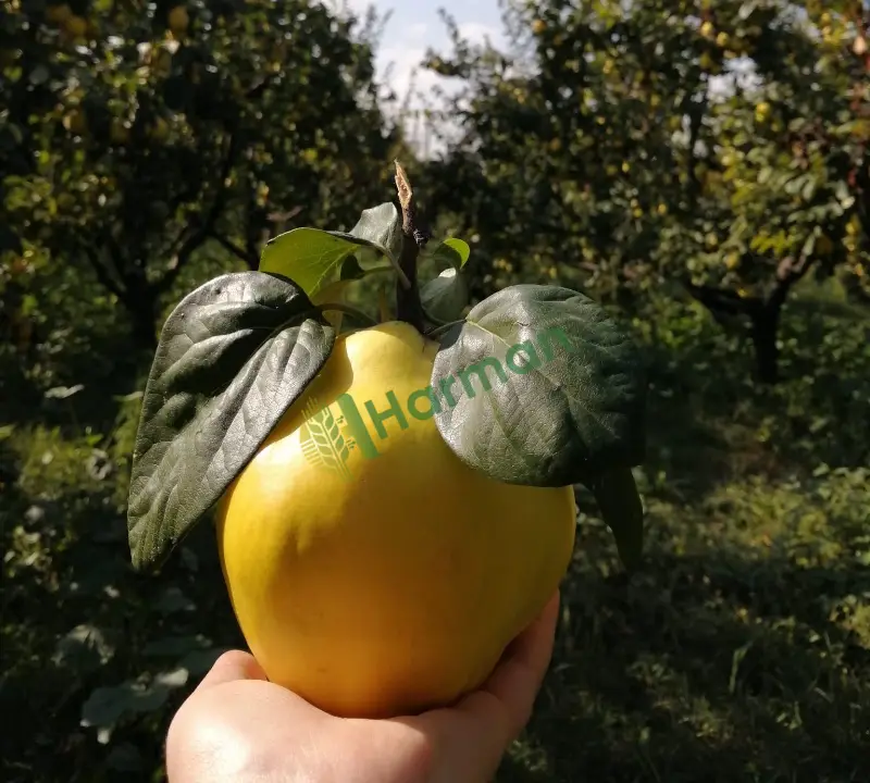 Pamukova Ayvası