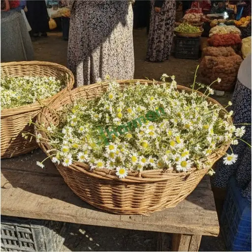 Aranan Papatya - Karabük Eskipazar