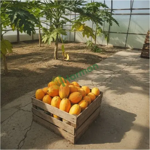 Malatya Battalgazi papaya arıyorum