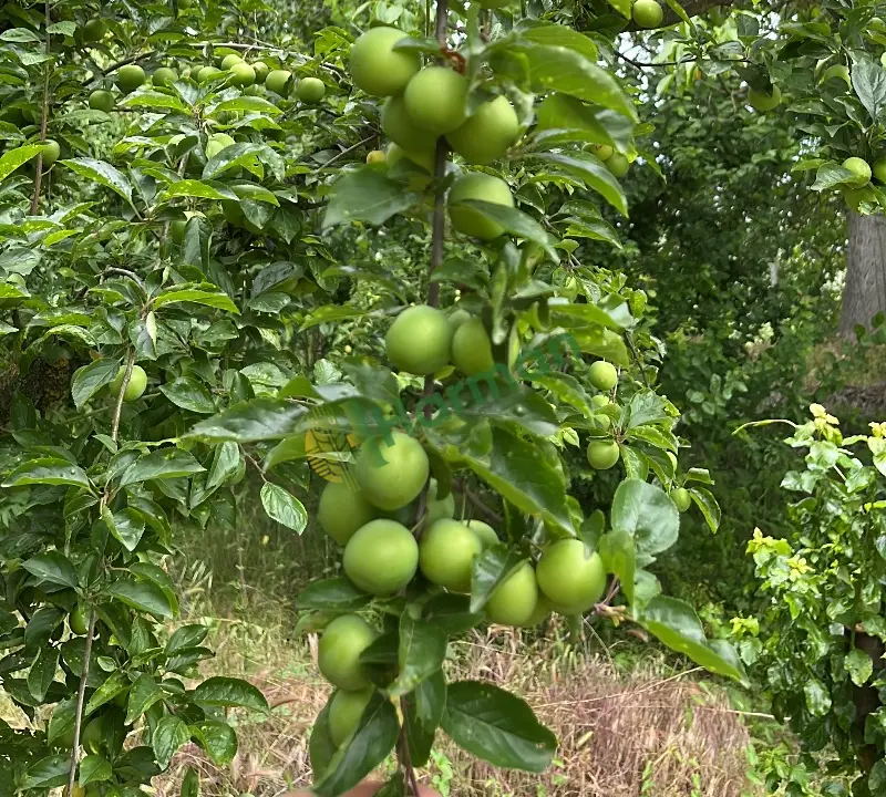 PAPAZ ERİĞİ