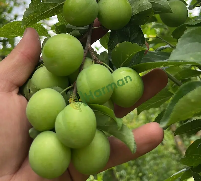 PAPAZ ERİĞİ