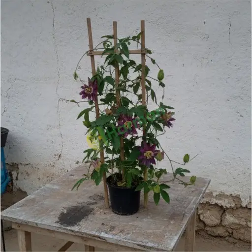 Aksaray Güzelyurt'ta passiflora alınır