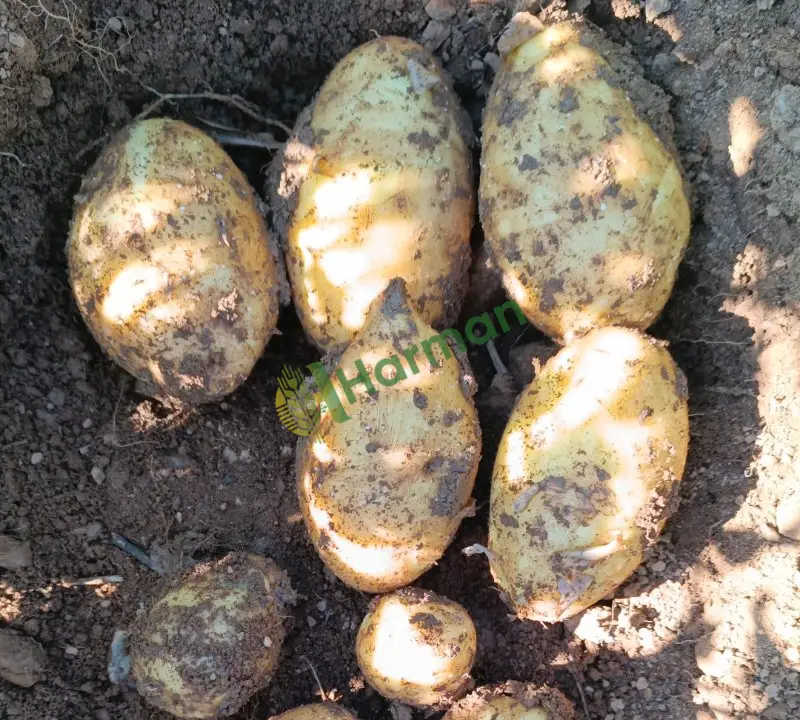 Patates