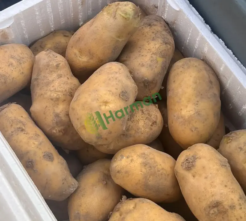 PATATES AGRİA