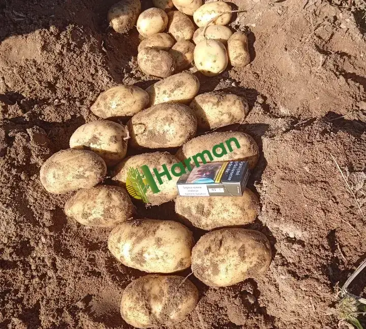 Patates Niğde Orhanlı