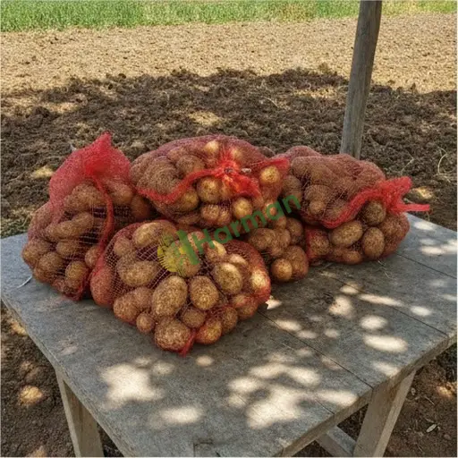 Düzce Cumayeri'nde patates alınır
