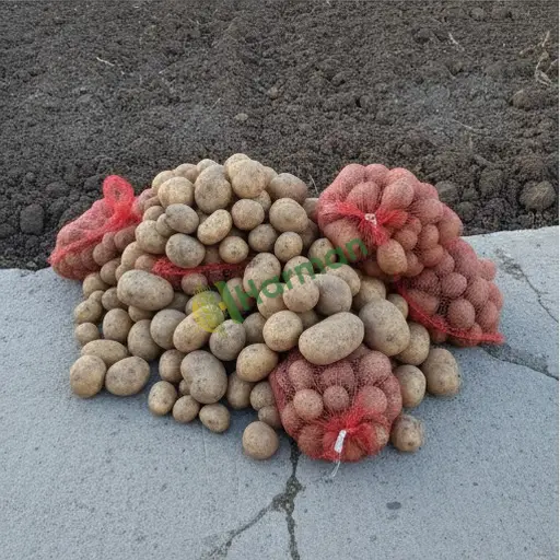 Isparta Şarkikaraağaç'ta patates aranıyor
