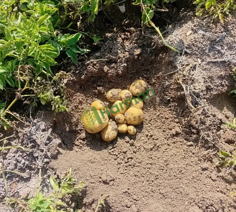 Patates