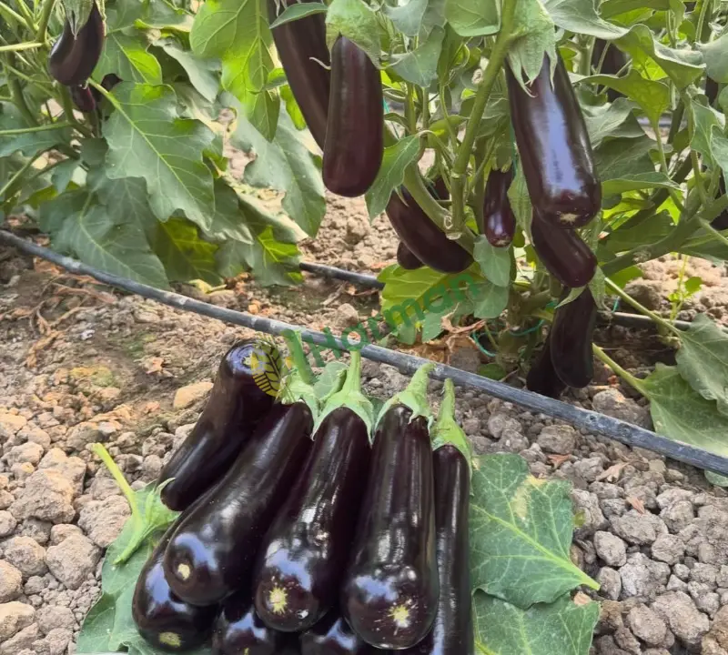 Patlican günlük taze İzmir